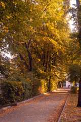Obraz premium the road passes through the autumn park. Autumn.