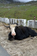Domesticated Yak