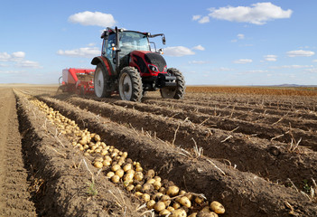 A tractor collects potatoes on the field - obrazy, fototapety, plakaty