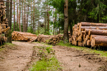 Sawn pine trunks lie on the grass 
