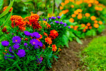 Asters and autumn flowers in the garden.