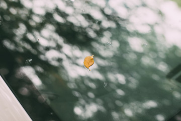 Close up of the yellow autumn leaves on the windshield on car. Autumn fall concept