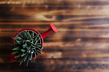 Little cactus on a pot.