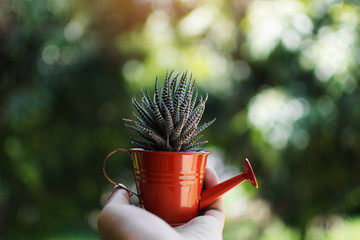 Hand holding little cactus on a pot.