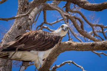 White-Bellied Sea-Eagle (Haliaeetus leucogaster)  in Tree against a clear blue sky
