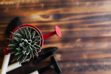 Little cactus on a pot.