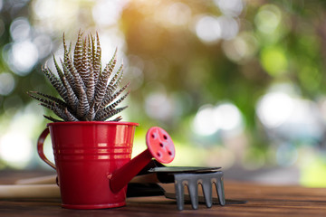 Little cactus on a pot.