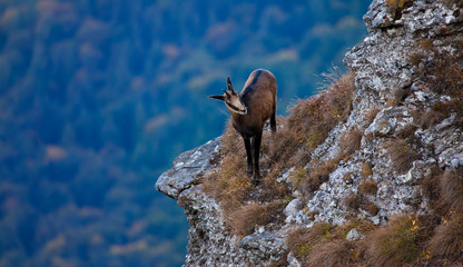 chamois wild goat in mountain landscape looking down