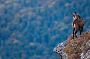 chamois wild goat looking at blurred forest background