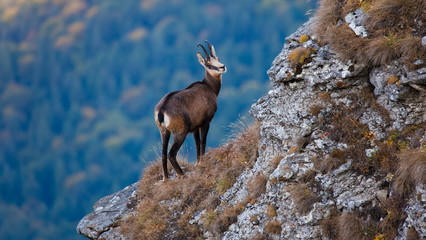 chamois wild goat in mountain landscape looking down - obrazy, fototapety, plakaty