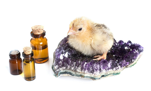 chick and amethyst