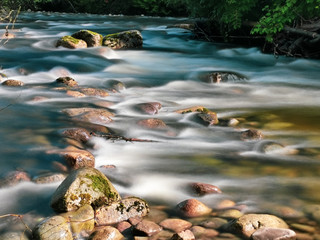 River in the Forest in Autumn Leaves Falling Green Trees