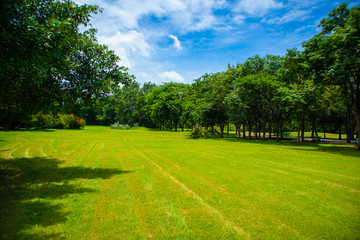 Lush green trees blue sky in the afternoon at chatuchak railway park