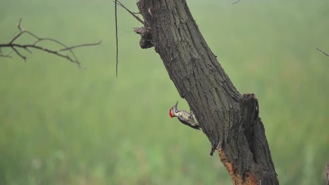 Black rumped flameback feeding on tree