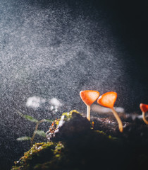 Champagne mushrooms with rain in wood