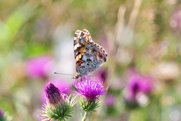 Butterfly on a flower