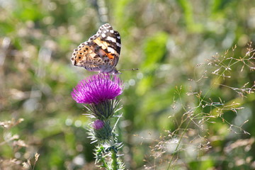 Butterfly on a flower