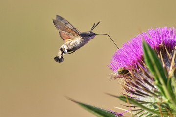 butterfly, Macroglossum stellatarum