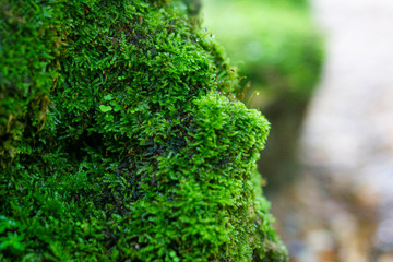 Beautiful bright green moss grows, covers the rugged rocks and on the forest floor.Rocks full of the moss texture in nature for wallpaper.