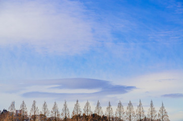 冬枯れのメタセコイヤ