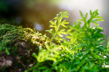 Beautiful bright green moss grows, covers the rugged rocks and on the forest floor.Rocks full of the moss texture in nature for wallpaper.