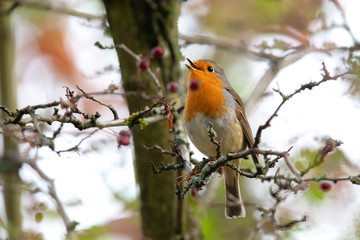 European Robin (Erithacus rubecula) singing in the nature protection area Moenchbruch near Frankfurt, Germany.