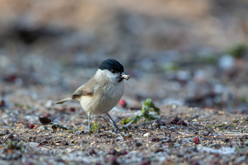 Marsh Tit (Poecile palustris) in the nature protection area Moenchbruch near Frankfurt, Germany.