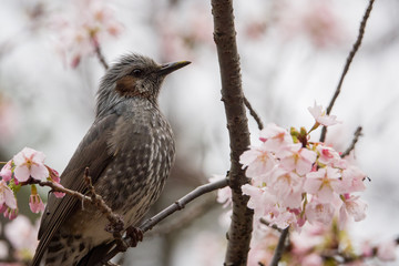 桜の枝にとまるヒヨドリ