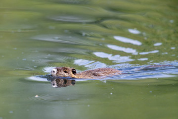 Nutria (Myocastor coypus) swimming in a lake in the nature protection area Moenchbruch near Frankfurt, Germany.