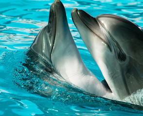 dolphins swim and jump in the water