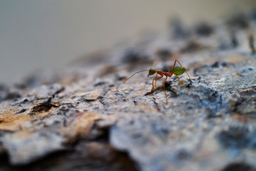 ants on leaf