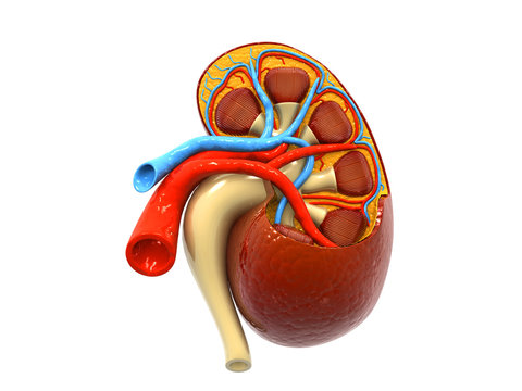 Human kidney anatomy. 3d render