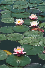 Sono piante acquatiche tipicamente radicanti e perenni. Alcune specie possono essere considerate palustri in quanto riescono a sopportare facilmente abbassamenti temporanei del livello dell'acqua.