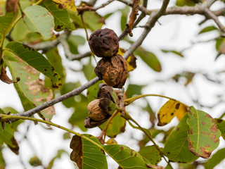 Noix &agrave; maturit&eacute; dans leur enveloppe, brou &eacute;clat&eacute;, pr&ecirc;tes &agrave; tomber du noyer d'Europe (Juglans regia)