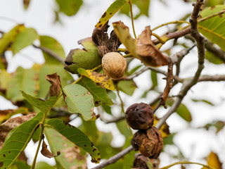 Juglans regia | Noix matures dans leur coque, fruit du noyer dans leur enveloppe ou péricarpe ouvert transformé en brou éclaté en début d'autome.