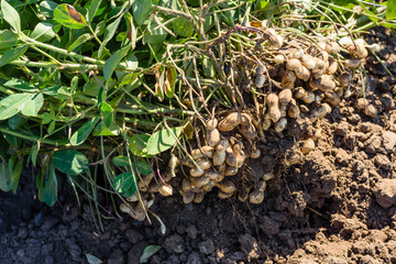 Dug peanuts. Peanut bush on the field. Tubers, peanut roots.