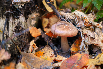 A solitary mushroom in autumn the forest. Growing near tree of.