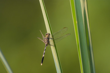 Fototapeta premium dragonfly on leaf