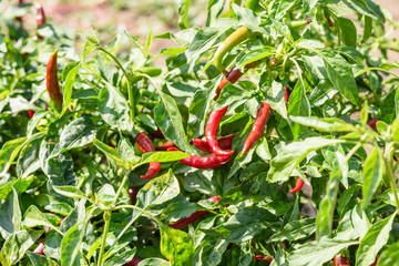 Bird`s eye chili grow in the garden. Red and green chilies growing in a vegetable  garden. Ready for harvest.