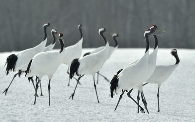 Dancing Cranes. The ritual marriage dance of cranes. The red-crowned crane. Scientific name: Grus japonensis, also called the Japanese crane or Manchurian crane, is a large East Asian Crane.