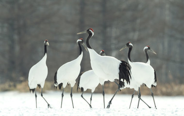 Obraz premium Dancing Cranes. The ritual marriage dance of cranes. The red-crowned crane. Scientific name: Grus japonensis, also called the Japanese crane or Manchurian crane, is a large East Asian Crane.