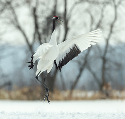Obraz premium Dancing Crane. The ritual marriage dance. The red-crowned crane. Scientific name: Grus japonensis, also called the Japanese or Manchurian crane, is a large East Asian Crane.