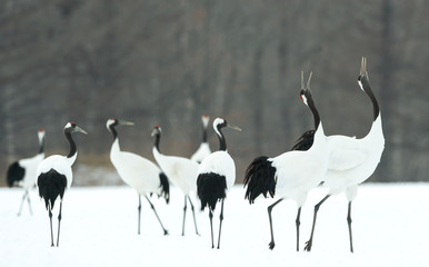 Obraz premium Dancing Cranes. The ritual marriage dance of cranes. The red-crowned crane. Scientific name: Grus japonensis, also called the Japanese crane or Manchurian crane, is a large East Asian Crane.