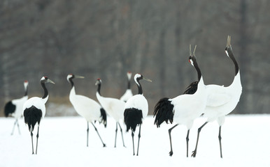 Dancing Cranes. The ritual marriage dance of cranes. The red-crowned crane. Scientific name: Grus japonensis, also called the Japanese crane or Manchurian crane, is a large East Asian Crane.