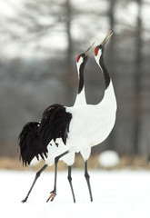 Dancing Cranes. The ritual marriage dance of cranes. The red-crowned crane. Scientific name: Grus japonensis, also called the Japanese crane or Manchurian crane, is a large East Asian Crane.