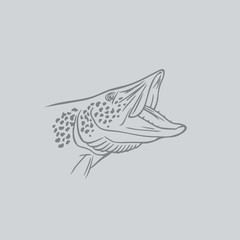 pike fish image