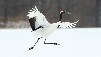 Obraz premium Dancing Crane. The ritual marriage dance. The red-crowned crane. Scientific name: Grus japonensis, also called the Japanese or Manchurian crane, is a large East Asian Crane.
