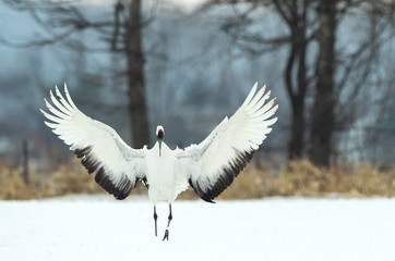 Dancing Crane. The ritual marriage dance. The red-crowned crane. Scientific name: Grus japonensis, also called the Japanese  or Manchurian crane, is a large East Asian Crane.