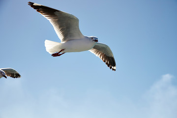 seagull in flight