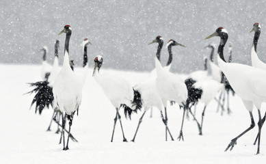Japanese cranes in snowfall. The red-crowned crane. Scientific name: Grus japonensis, also called the Japanese crane or Manchurian crane, is a large East Asian Crane.